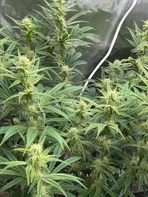 Lilac cake. Week 10