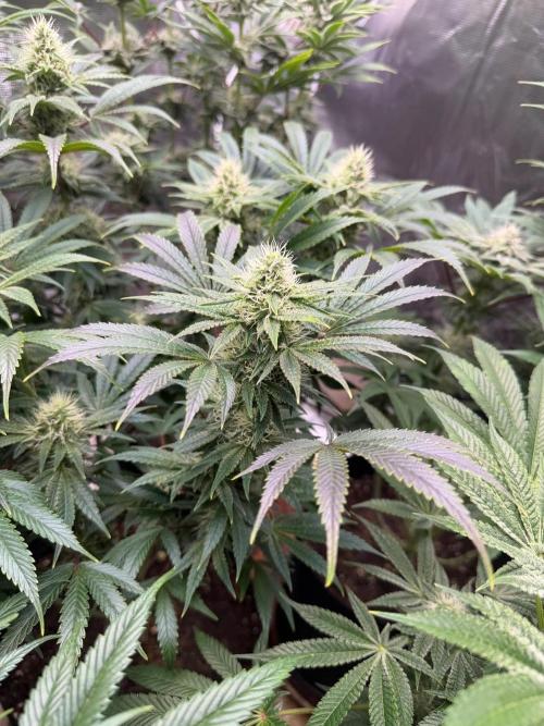 Lilac cake. Week 10