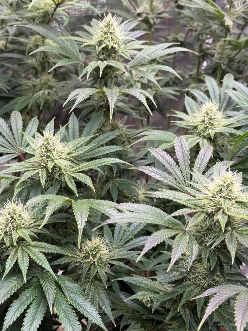 Lilac cake. Week 10