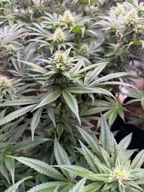 Lilac cake. Week 10