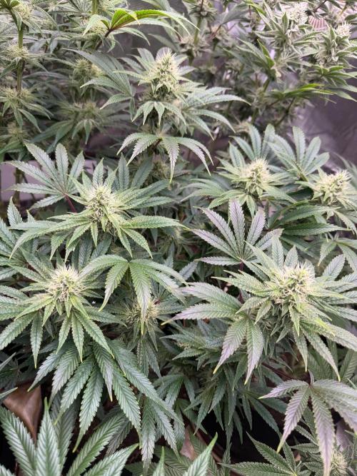 Lilac cake. Week 10