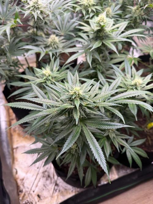 Lilac cake. Week 10
