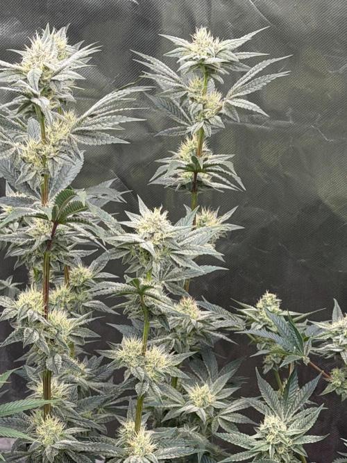 Cherry Poppers. Week 11