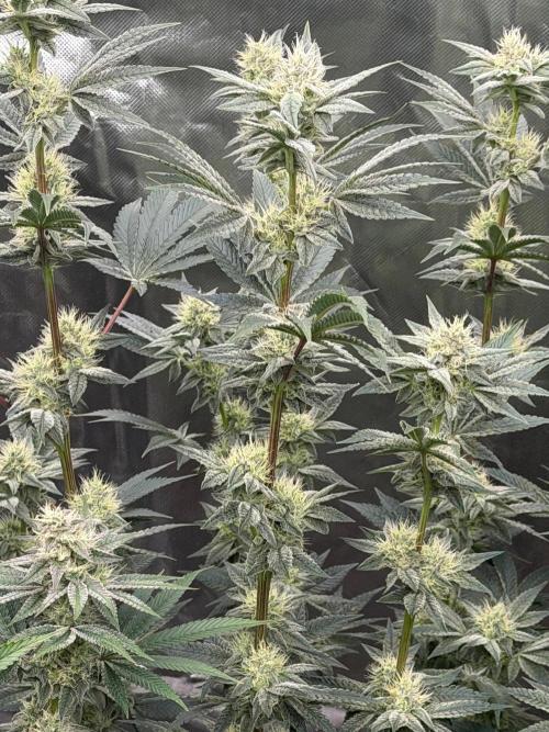 Cherry Poppers. Week 11