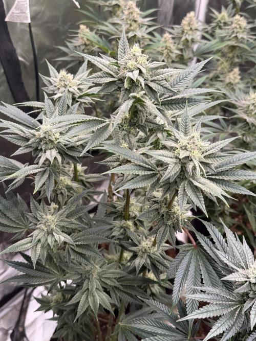 Cherry Poppers. Week 11