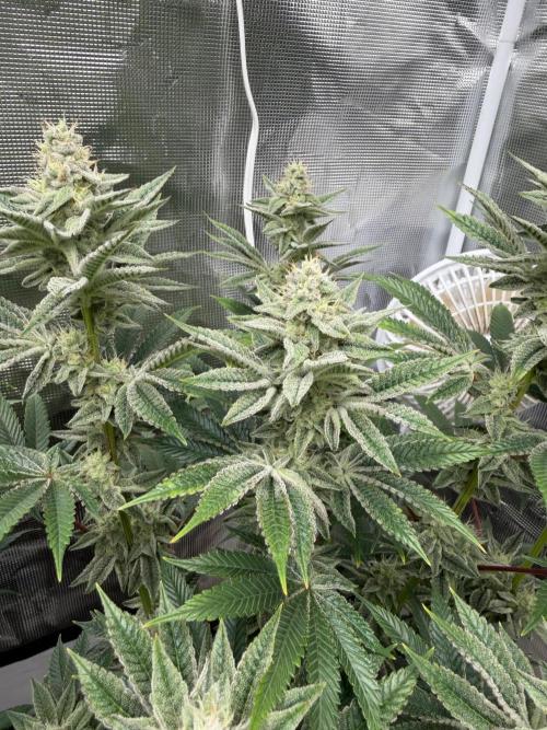 Cherry Poppers. Week 11