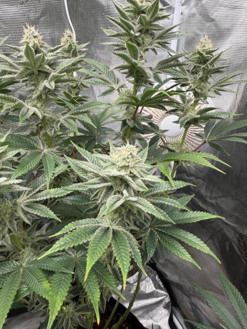Cherry Poppers. Week 11