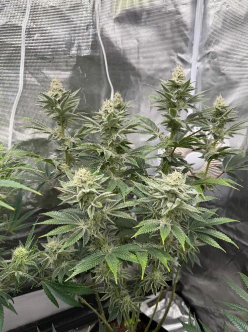 Cherry Poppers. Week 11