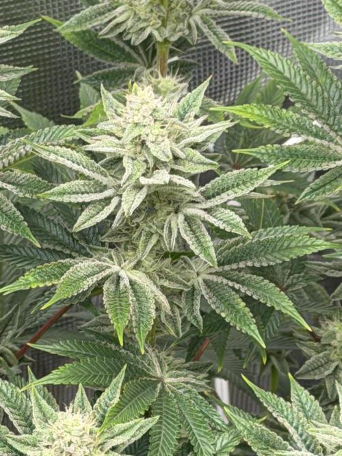 Grow Tent S448 48x48x80. Week 11