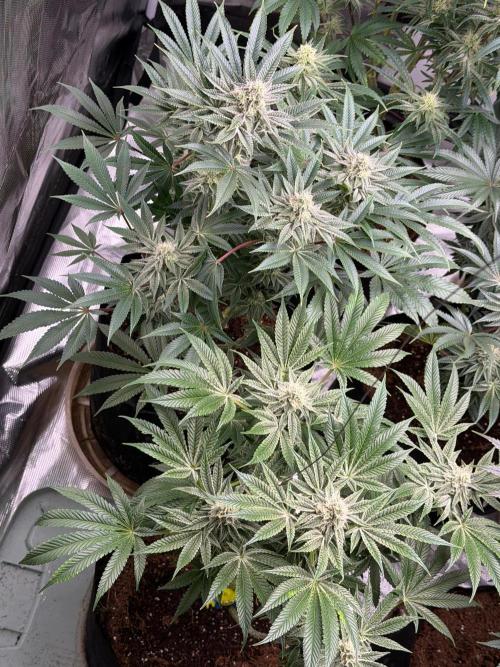 Strawberry Diesel. Week 11