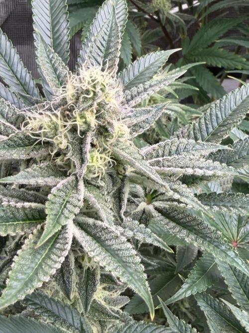 Strawberry Diesel. Week 11