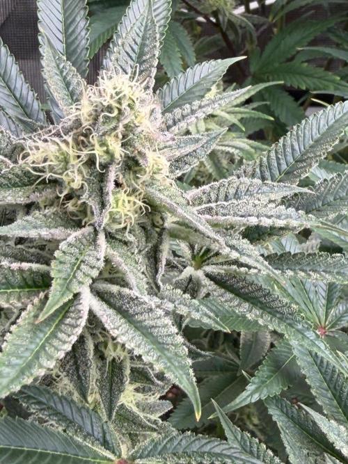 Strawberry Diesel. Week 11