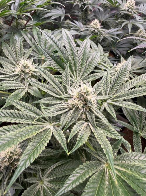 Strawberry Diesel. Week 11