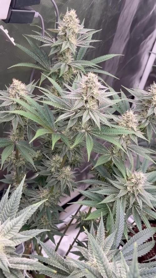 Strawberry Diesel