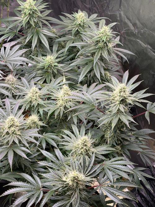 Lilac cake. Week 11