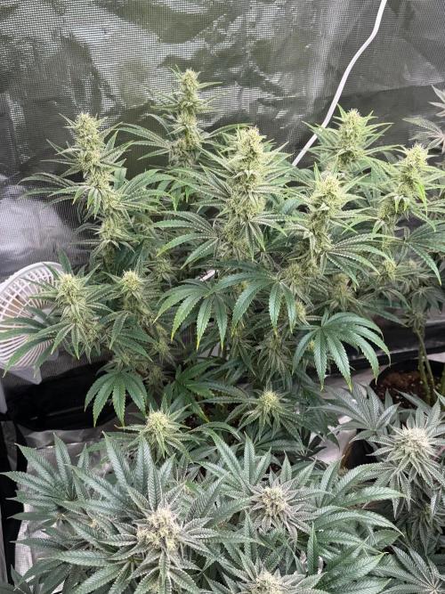 Lilac cake. Week 11