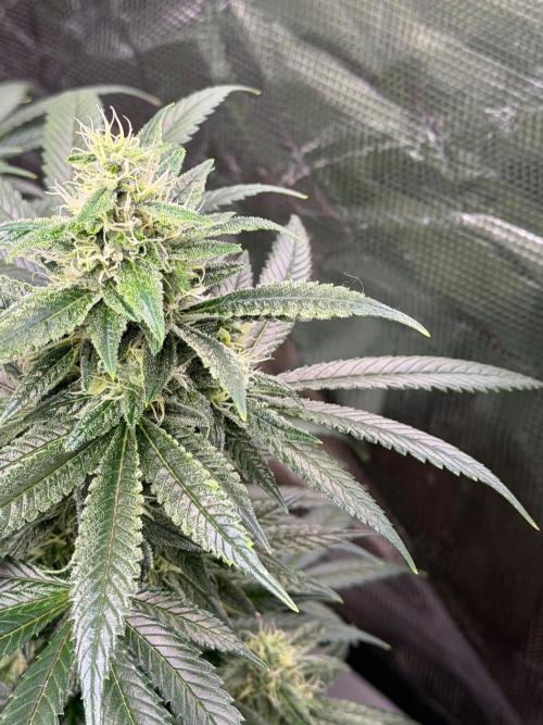 Lilac cake. Week 11