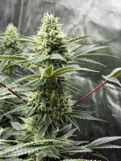 Lilac cake. Week 11
