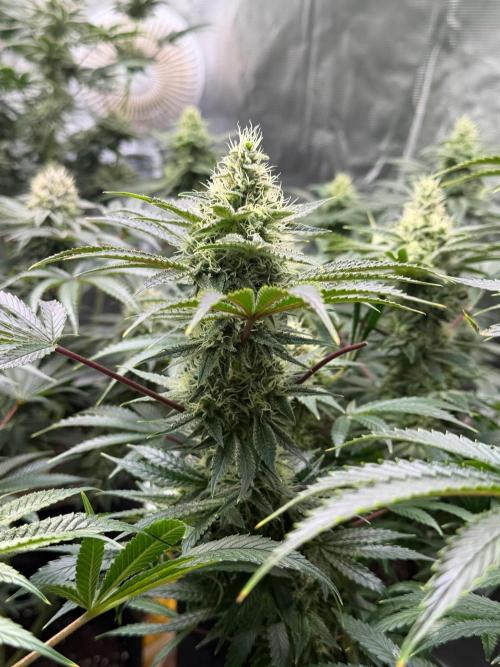 Lilac cake. Week 11