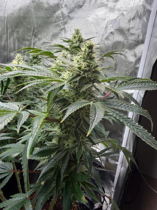 Lilac cake. Week 11