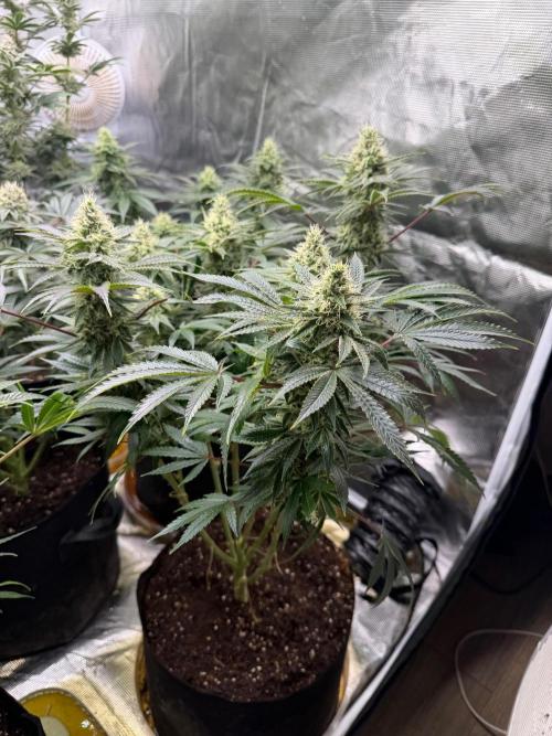 Lilac cake. Week 11