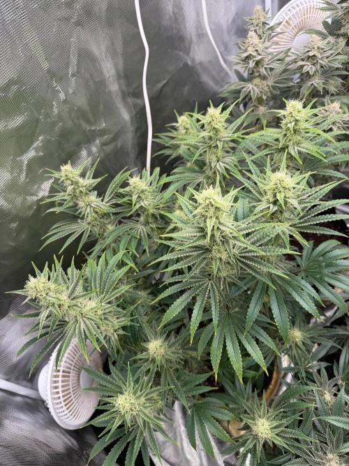 Lilac cake. Week 11