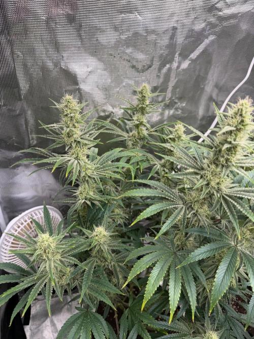 Lilac cake. Week 11