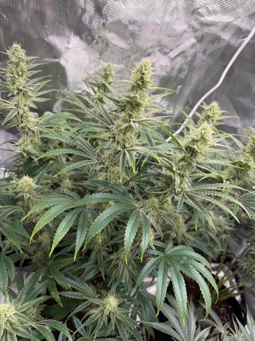Lilac cake. Week 11