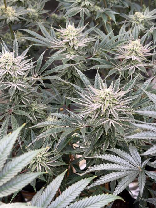 King kush breathe v2. Week 11