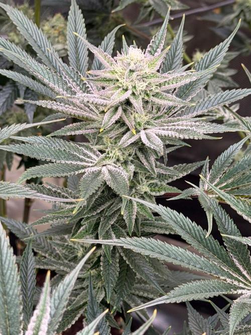 King kush breathe v2. Week 11