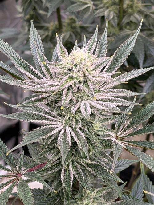 King kush breathe v2. Week 11