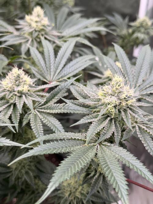 King kush breathe v2. Week 11