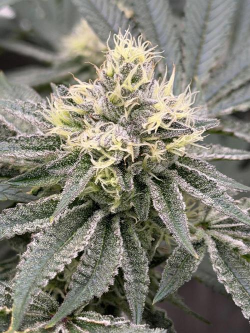 King kush breathe v2. Week 11