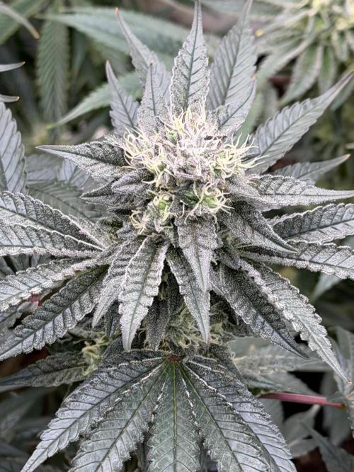 King kush breathe v2. Week 11