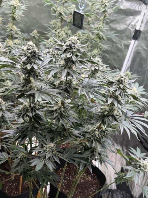 King kush breathe v2. Week 11
