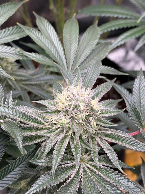 King kush breathe v2. Week 11