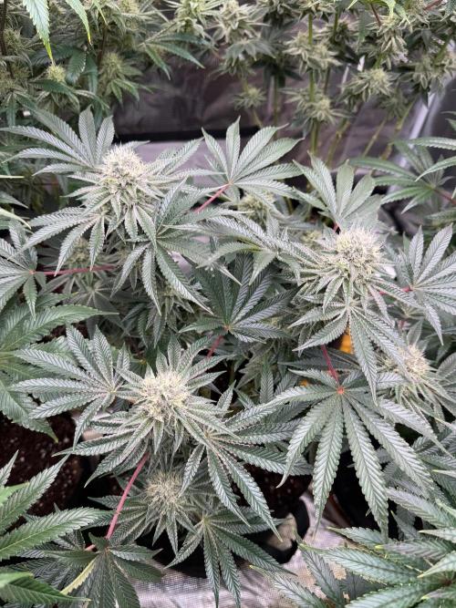 King kush breathe v2. Week 11