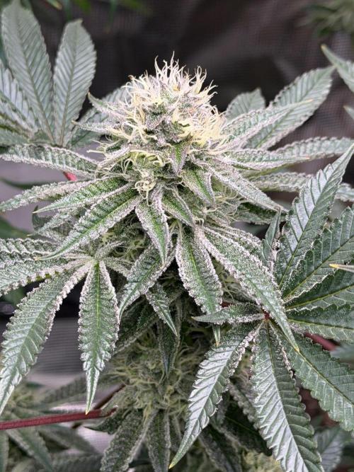 King kush breathe v2. Week 11