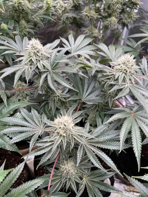 King kush breathe v2. Week 11