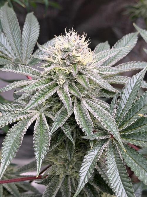 King kush breathe v2. Week 11