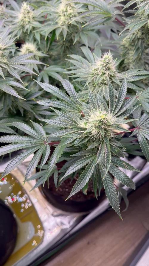 King kush breathe v2