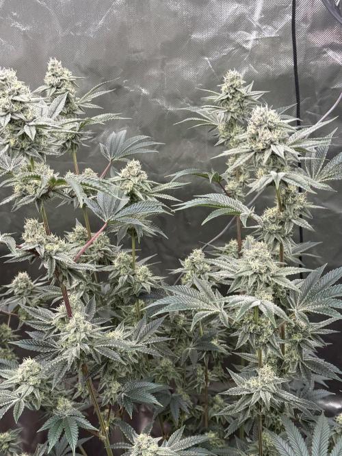 Runsetz. Week 11