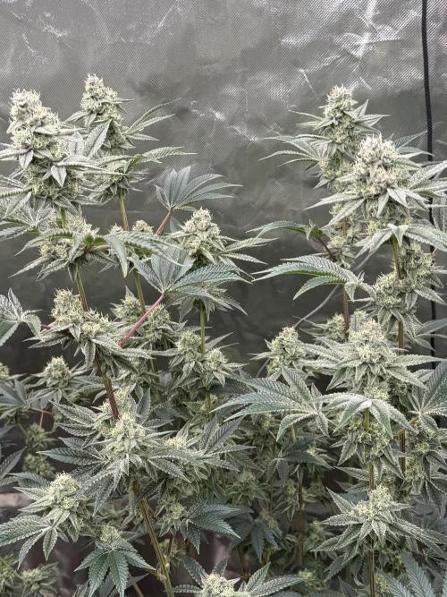 Runsetz. Week 11
