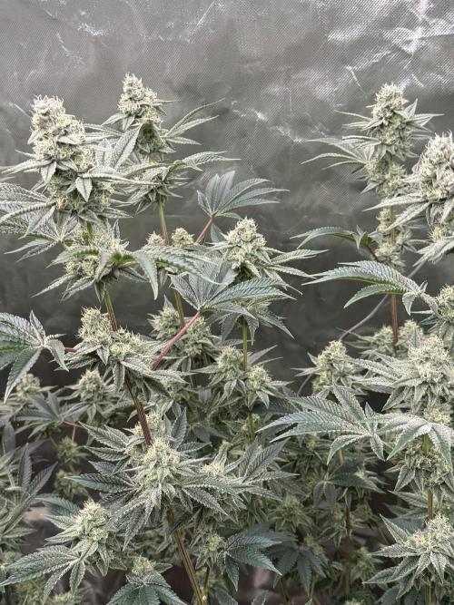 Runsetz. Week 11