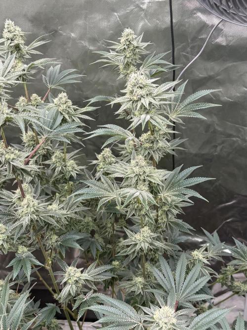 Runsetz. Week 11