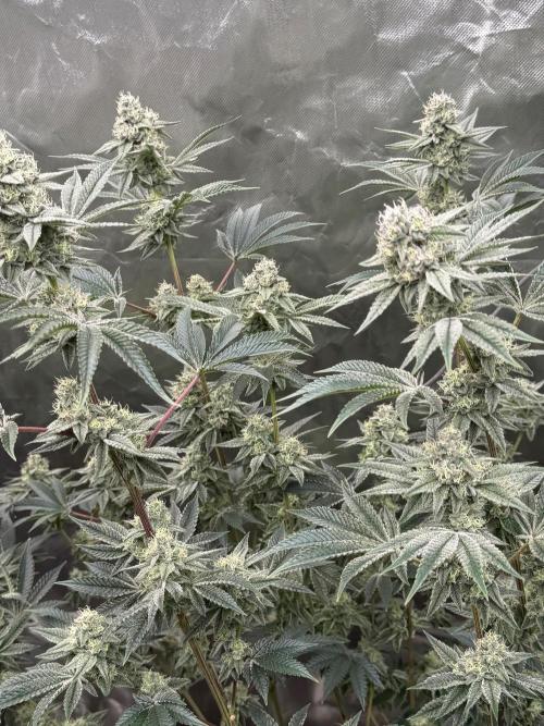 Runsetz. Week 11