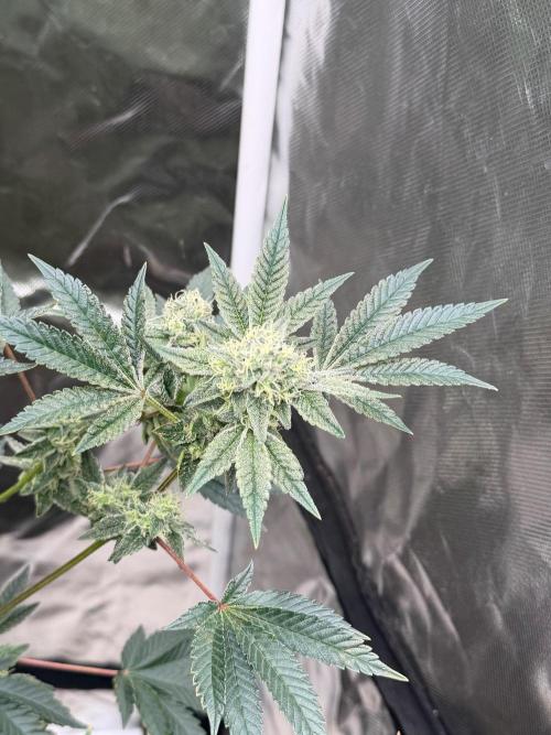 Runsetz. Week 11