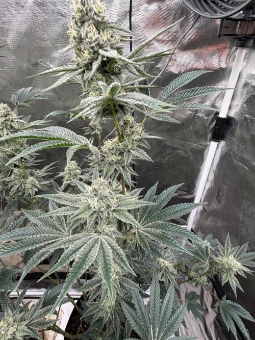 Runsetz. Week 11