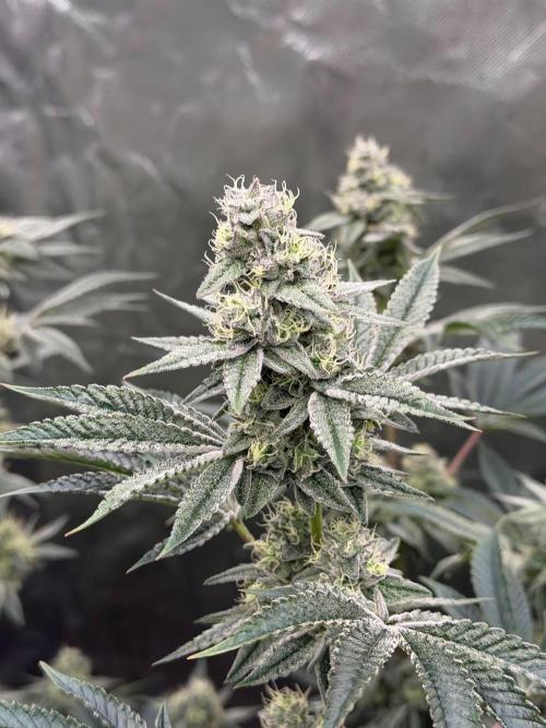 Runsetz. Week 11