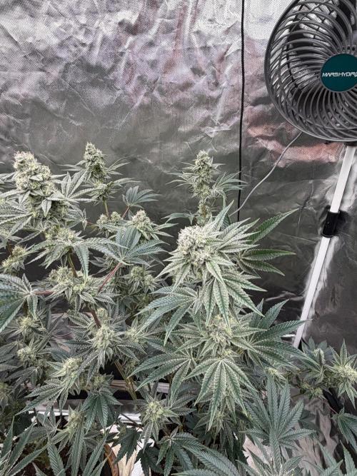 Runsetz. Week 11